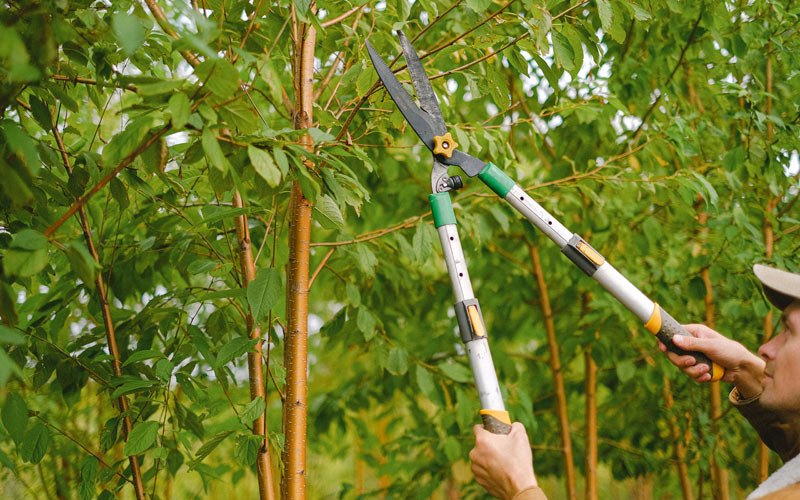 Tree trimming in Perkinsville, NY